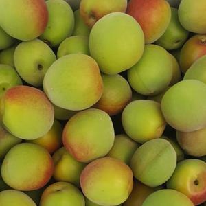 (6월20일부터 순차출하)순천 홍매실 왕특 10kg (36-34mm) 산지출하 매실청 매실액 원액 매실주 퓨레