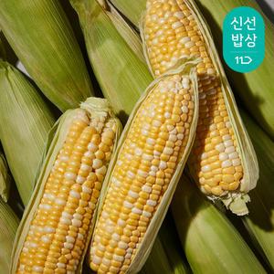 [산지발송] 고당도 제주 초당옥수수 15cm이상(20개입)