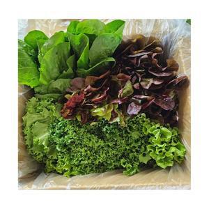 이젠서진 유러피안 샐러드 야채 1kg 쌈채소모듬 스마트팜 수경재배 미니로메인 이자벨 카이피라 버터헤드