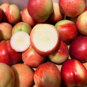 신비복숭아 1kg 2kg 2주만 발송 산지첫출하