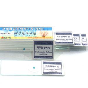 [과학사랑]자주달개비잎관찰프레파라트(1종5세트)/영구프레파라트/현미경/기공/공변세포/쌍떡잎식물