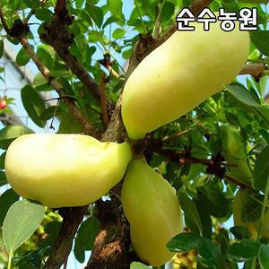 백화으름(대과종)나무 묘목 포트 1개/과실수/유실수 묘목