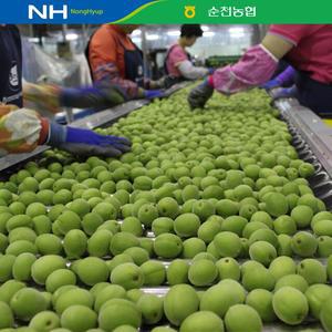 순천농협 매실 10kg(특)