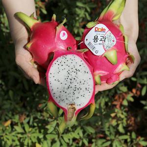 신선한 생과일 베트남 Dole 화이트 용과 5kg