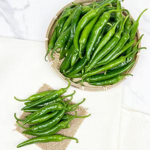 국내산 청양고추 땡초 풋고추 엄청매운고추 장아찌용 탕용 매운맛 1kg