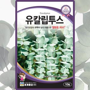 세계종묘 유칼립투스 씨앗 10립 유칼립투스씨 절화용 허브 종자