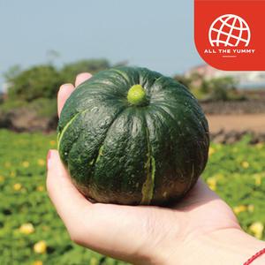 [올더야미] 제주 산지직송 햇 미니 단호박 3kg 보우짱 특품(5-11개) 밤호박