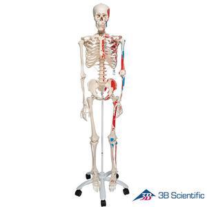 [종로의료기]3B Scientific 인체모형 근육체색 전신골격모형 A11 골반스탠드