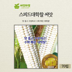 KS 스피드대학찰 옥수수 씨앗 70립 옥수수씨 종자