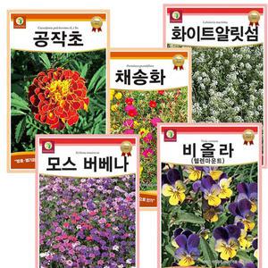 키작은 꽃 씨앗 5종세트 공작초 버베나 비올라 채송화 알릿섬 야생화씨앗 관상화 꽃씨
