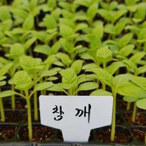 참깨모종 슈퍼안산 참깨(200구 트레이)(가지깨)(빠진것간혹있음 190개 보시면 됩니다)(가지깨 다수확종)
