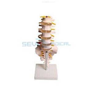 요추모형 척추모형 310mmX140mm