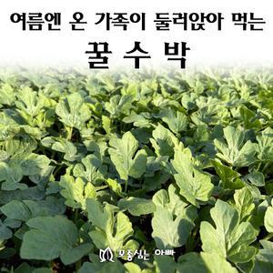 [모종심는아빠] 여름엔 온 가족이 둘러앉아 먹는 꿀수박 모종3개