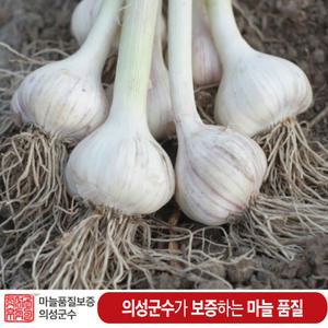 (반접(50개) 중/대/특대 사이즈 / 의성6쪽 마늘 한지형 토종저장 의성마늘햇마늘
