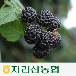 지리산농협하나로마트-고랭지 GAP인증 급냉 복분자 1kg 또는 2kg