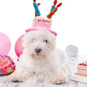 이벤트 모자 핑크 생일파티 펫 생일초 대 (WFGJ8AU)