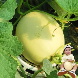프리미엄 산지 고당도 꿀 수신 메론 달콤한 천안 백설멜론