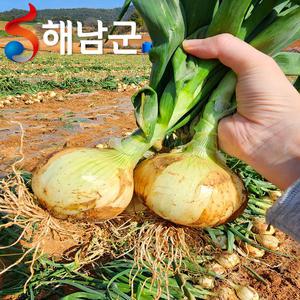 해남 햇양파 10kg 5kg 3kg 중 소 / 전라남도 황토밭 양파 해남양파