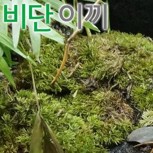 비단이끼 손바닥크기