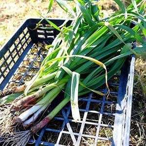 [셀러허브 식품]알뜰 국산 풋 마늘 3kg 풋 마늘대 잎마늘 햇 마늘 장아찌 용 마늘 줄기 생 마늘 잎 봄마늘
