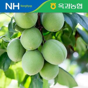 옥과농협 햇 청매실 5kg  대 특대 왕특 왕왕)