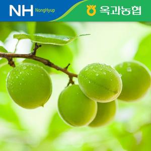 옥과농협 햇 청매실 10kg  대 특대 왕특 왕왕)