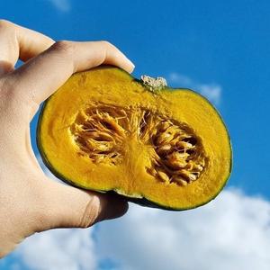 국내산 제주 보우짱 미니 밤호박 8kg(못난이)