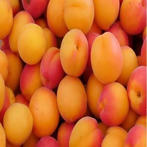 햇 살구 새콤 달콤 여름 과일 노지 살구 중과 1kg~3kg