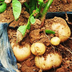 망산농장 햇 감자 5kg(특상중/알감자/조림용)