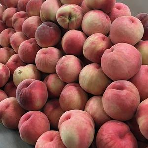 경북 햇 말랑이 백도 복숭아 4KG (25-30과)
