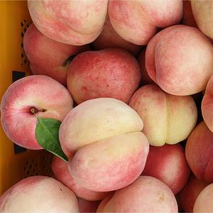 경북 햇 말랑이 백도 복숭아 2KG (12과 내외)