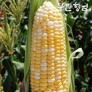해남 고당도 초당옥수수 (중품) 10개