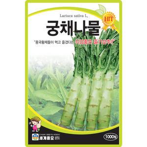 세계종묘 궁채나물 씨앗 1000립 줄기상추 궁채나물씨 종자