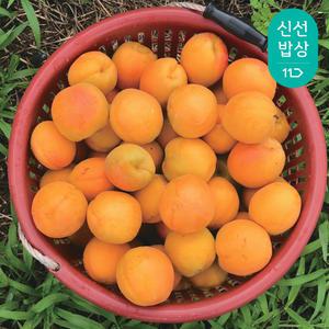 [제철/산지직송]영천 만금살구 2kg 맛보장