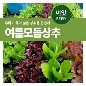여름 모듬상추 잎채소 씨앗 1500립 채소재배