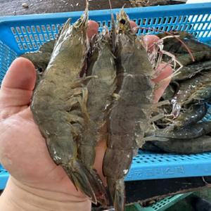 국내산 신안 급냉 흰다리새우 제철 대하 왕새우 1kg  35미 내외