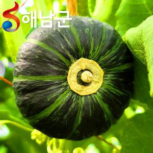 해남 미니밤호박 2kg / 공중재배방식 밤호박 호박 미니단호박 / 산지발송 해남밤호박