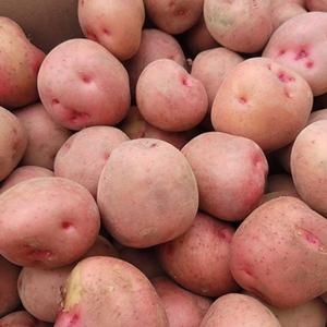 [감자]남도 포슬포슬 홍감자 5kg(중_50~70g내외)