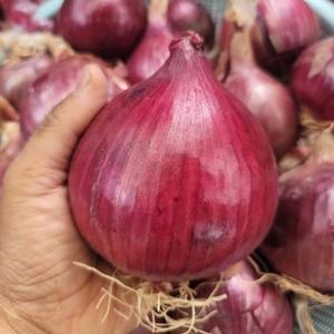 전남 황토골 무안 자색양파 중대혼합 5kg