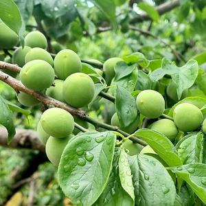 (6월8일부터 순차출하 )순천 청매실 왕왕 5kg (40-37mm) 산지출하 장아찌 피클 매실청 매실액 원액 매실주