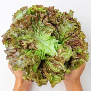 [오늘의채소] 부드러운 노지 포기상추 2kg