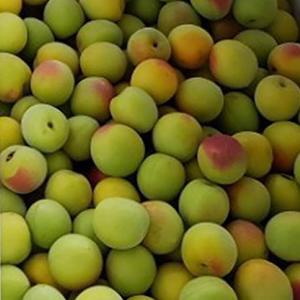 [6월13일부터 순차출고][광양옥곡농협] 홍매실 10kg(대/M)