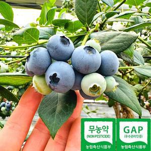25년 무농약 블루베리 생과 500g (3번-14mm이상)
