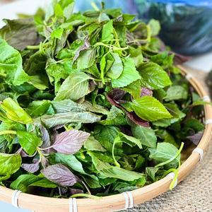 [하라네]국내산 어린 깻잎순 깻잎 깨순 깻잎나물 500g