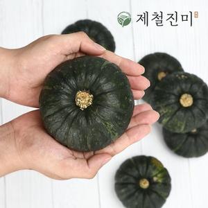 (6/12 순차배송) 제주 햇 미니밤단호박 미니 7kg (개당 150~300g)