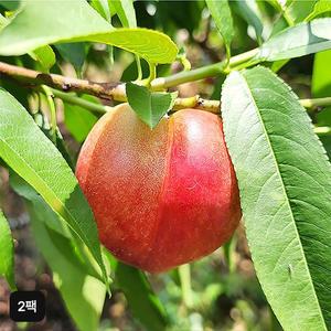열매나무 신비 복숭아 1.4kgX2팩 (중소과)