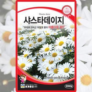 세계종묘 샤스타데이지 씨앗 2000립 다년생 데이지 꽃씨 종자