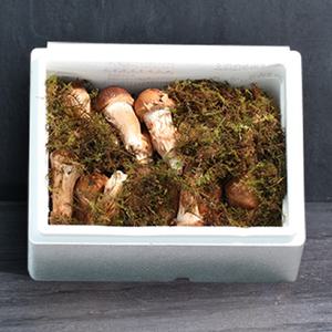 [산지직송] 무농약 참송이버섯 특품 1kg 선물세트