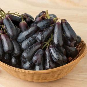 씨없는 블랙 사파이어 포도 1kg 가지포도 씨없는포도 긴포도 길다란포도 시들리스포도 핑거포도