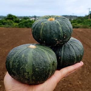 고당도 제주 미니밤호박 보우짱 단호박 로얄과 2kg 3kg